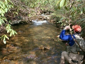 Fly fishing guide on trip to Catheys Creek, near Brevard and Highlands, NC