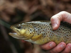 A nice brown trout caught on the North Mills River, near Asheville, NC