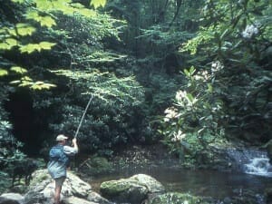 Fly fishing guide casting amidst rhododendrons on the West Fork