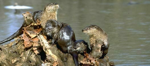 fw-river_otters